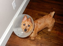 Dot Cone of Shame 2