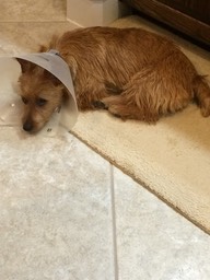 Dot Cone of Shame 3