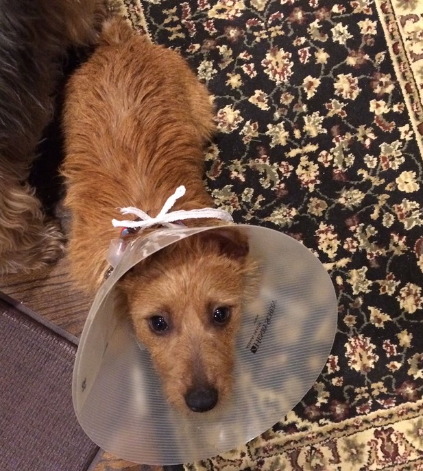 Dot Cone of Shame